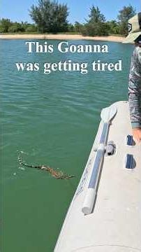 Running Goanna Taxi Services #wildlife #rescue #remote #australia