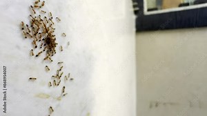 Extreme Closeup of queen ant, probably ten times bigger then worker