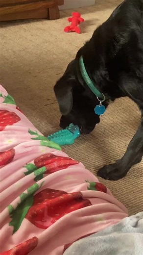 Morning shenanigans with Raye-Von Datee #dogs #animals #play #saturday #toy