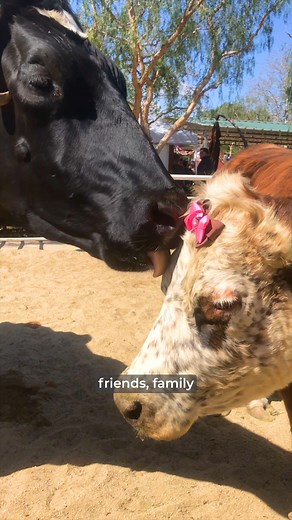 Love is everything 💗 Founder Ellie Laks shares some of The Gentle Barn's memorable love stories! | The Gentle Barn