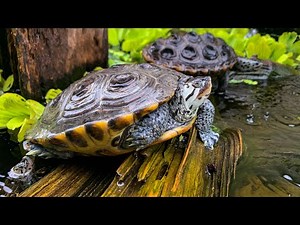 The Turtles of Swamplife Reptiles! Habitat check