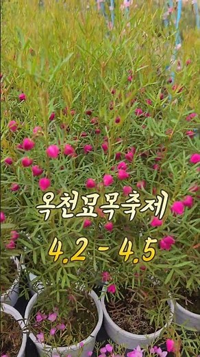 🌼 국내 최대 묘목시장인 옥천묘목축제 가보니 🌷 #옥천묘목축제 #꽃시장 #시장 #축제 #묘목