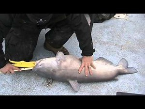 BURPING A DEEP WATER BLUE CATFISH