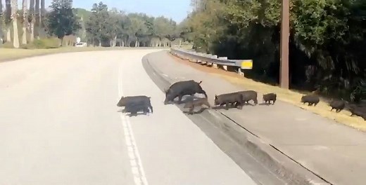 It's the Year of the 🐷 y'all! These oinkers were spotted crossing the road right here in Lakewood Ranch!! More: http://www.mysuncoast.com/2019/02/04/video-huge-group-pigs-cross-road-lakewood-ranch-2/ | ABC7 Sarasota - WWSB