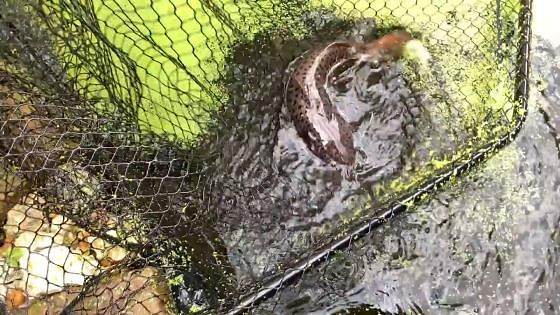 Green Water Surprise – Pond Monster Finally Caught
