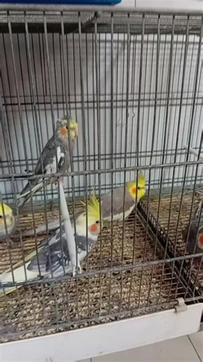 Video di Antonio Mele (@sandyantonio050) con suono originale - LoVe MuSic.🎵