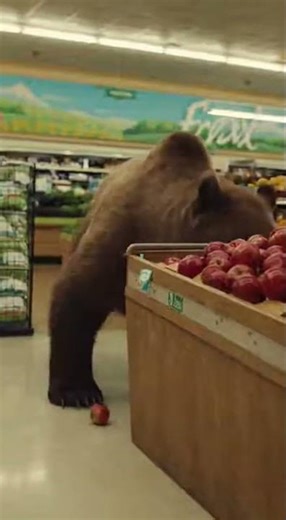 Bear Chaos in Grocery Store!
