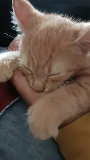 si oyen lagi mimik susu nyusu