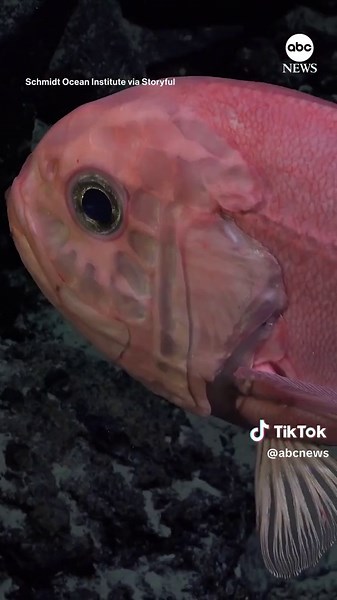 Researchers say they discovered more than 100 new species during an expedition in the southeast Pacific. They identified species including deep-sea corals, glass sponges, sea urchins, amphipods, squat lobsters, and others off the coast of Chile. Using an underwater robot capable of reaching depths of just under three miles, researchers mapped tens of thousands of square miles of seafloor and discovered four previously unknown seamounts, or underwater mountains.