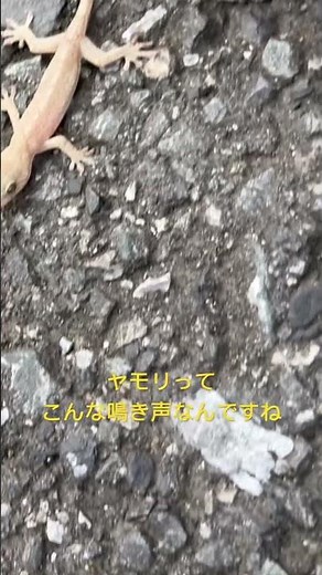 ヤモリってこんな鳴き声なんですね