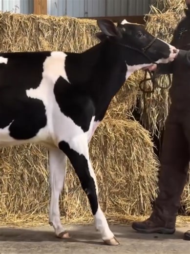 The Power and Elegance of Holstein Calves