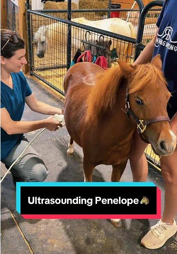 Ultrasounding Penelope: Equine Ultrasound Exam Explained