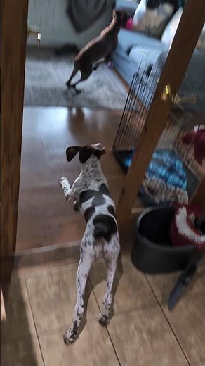 Life With 2 German Shorthair Pointers- Puppies Under One Year Old