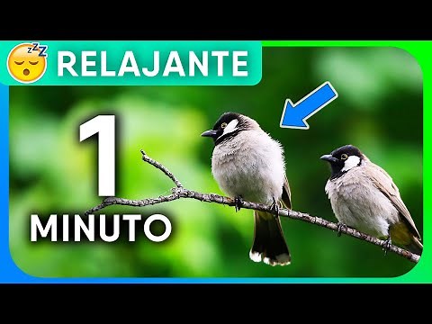 🐦 RELAJANTE Sonido de Pájaros Corto (1 MINUTO) Efecto de Sonido Blanco ASMR de Aves Cantando