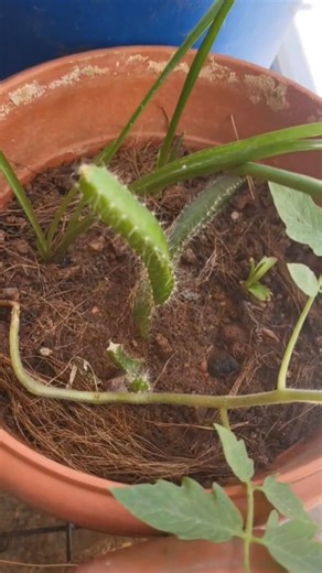 Dragon Fruit Plant Progress in 90 Days | Home Garden Journey 🌱 #ramnareshgarden #garden