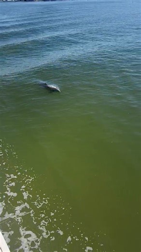 Scherrie Lynn Bates on Reels