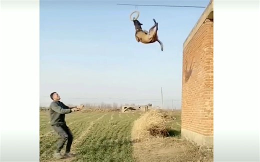 中国网友训练狗子“神级跳跃”震惊老外：这是一只会飞的狗