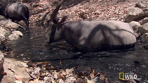 332K views · 5.1K reactions | A komodo dragon has his sights set on a water buffalo that is nearly nine times his size. #PredatorFail | National Geographic Animals | Facebook