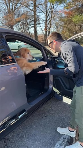 Golden Retriever Life on Instagram: "I’ve been waiting for this moment 💛 Connor’s love for balls is almost on Emma’s level, so it’s time for a giant ball pit surprise! And with the @gmenergy Home System, moments like this don’t have to pause when the power dips. GM Energy’s home charging setup is built to keep life simple. The GM Energy PowerShift charger can charge your EV at home, and the Home System can enable V2H bidirectional charging, which means the vehicle can send power back to help ke
