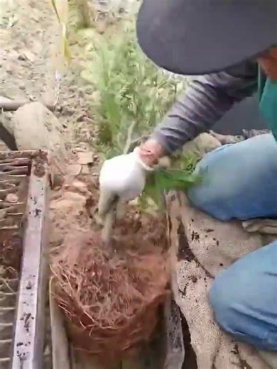 Mechanized planting process of tree seedlings