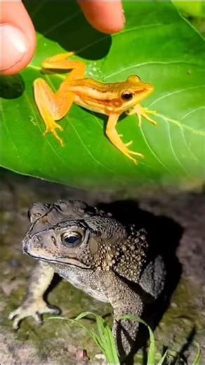 Funny tree frog hahaha I catch a funny toadI catch big frog boing boing funny #shorts #funny
