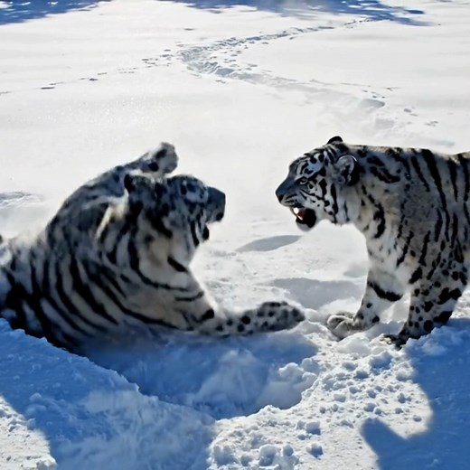 Watch this colossal white tiger and stunning snow leopard engage in a fierce—yet completely playful—wrestling match across a pristine snowfield. The high-speed action features dramatic leaps, rolls, and gentle swipes, sending huge plumes of white powder into the bright winter sunlight. The ultra-realistic fur detail and dynamic motion make this an unbelievable spectacle! Who do you think won this epic winter showdown? Let us know in the comments! #WhiteTiger #SnowLeopard #EpicBattle #Wildlife #W