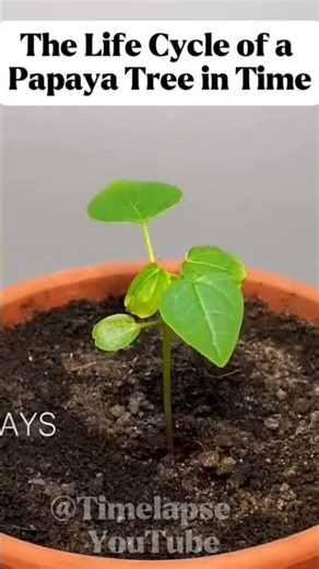 The Life Cycle of a Papaya Tree in Time #timelapse #shorts #papaya