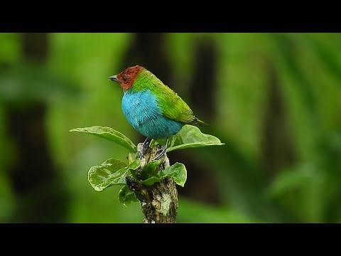 Relaxing Music - Beautiful Bird Singing - Deep Sleep Music - 50 minutes - To study - After work