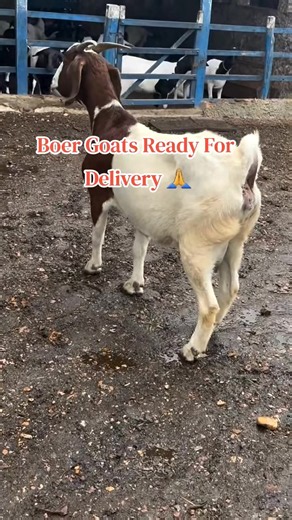 Boer goats are one of the best investments in livestock farming. They are known for their fast growth, excellent meat quality, high fertility, and strong adaptability. With proper feeding, healthcare, and management, Boer farming can become a profitable and sustainable agribusiness. ✅️ Fast-growing breed with excellent weight gain. ✅️ High kidding rates for faster herd expansion. ✅️ Premium meat with strong market demand. ✅️ Suitable for both small-scale and commercial farming. ✅️ Profitable whe