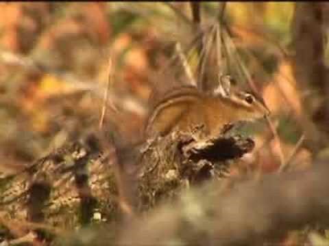 Chipmunk barking