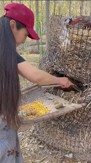 Collecting Pheasant Eggs From a Custom Straw Nesting Coop !