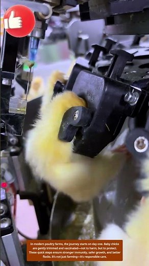 Early Care, Better Life – Inside Chick Hatcheries 🐣💉