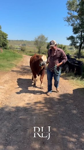 1K views · 3.4K reactions | Como dijo el chicharito.. Interesante.. Señores! Es momento de invertir en genética. Becerros más pesados al destete con mejor conversión y calidad se traducen en mayores ganancias económicas!! Un semental de registro no es un gasto, si no una inversión!! La genética se paga sola! no es estética, es funcionalidad y eficiencia. #rancholajoya #ganado #simmental #angus #charolais | Rancho la joya | Facebook