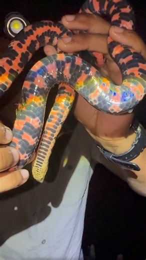 Caveman Wildlife | Some of the most secretive but beautiful snakes in the United States are the Farancia genus! The Eastern Mudsnake (Farancia abacura) has... | Instagram