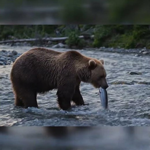 Majestic Grizzly Bear Hunts Salmon in Mountain River | Nature at Dusk #grizzlybear #wildlife
