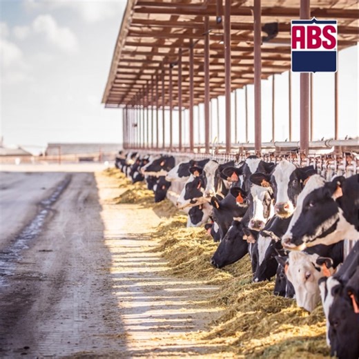 Optimizing heifer inventory with sexed semen and maximizing return on the remaining pregnancies with beef genetics is becoming the worldwide adopted genetic management approach. Though it is not new to the dairy industry, 𝐛𝐞𝐢𝐧𝐠 𝐥𝐚𝐬𝐞𝐫-𝐟𝐨𝐜𝐮𝐬𝐞𝐝 𝐨𝐧 𝐜𝐡𝐨𝐨𝐬𝐢𝐧𝐠 𝐭𝐡𝐞 𝐫𝐢𝐠𝐡𝐭 𝐠𝐞𝐧𝐞𝐭𝐢𝐜𝐬 𝐭𝐨 𝐝𝐞𝐩𝐥𝐨𝐲 𝐨𝐧 𝐭𝐡𝐞 𝐫𝐢𝐠𝐡𝐭 𝐟𝐞𝐦𝐚𝐥𝐞𝐬 𝐦𝐢𝐠𝐡𝐭 𝐛𝐞 𝐭𝐡𝐞 𝐦𝐢𝐬𝐬𝐢𝐧𝐠 𝐩𝐢𝐞𝐜𝐞 𝐨𝐟 𝐲𝐨𝐮𝐫 𝐩𝐥𝐚𝐧 that is preventing you from winning. Have no fear! By im