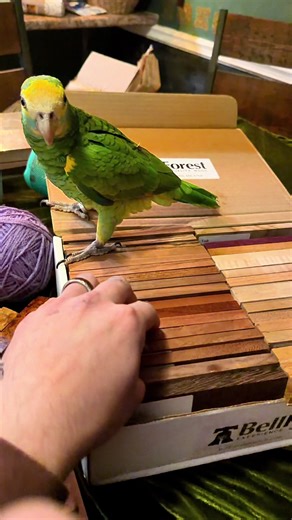 New exotic wood box #woodworking #art #artist #alt #unboxing