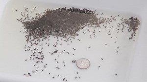 4 comments | DEP's Black Fly Suppression Program involves aerial and...