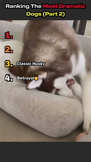 RANKING THE MOST DRAMATIC DOGS (PART 2)