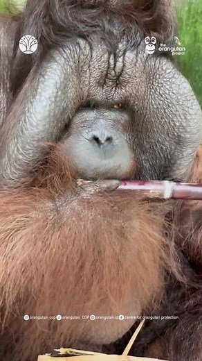 Sugarcane ASMR by Ambon, our gentlest male orangutan. #sugarcane #orangutan #bora #gentelman #asmr #loveable #borneanorangutanrescuealliance #centrefororangutanprotection #statisfying #sound #chewing | Centre for Orangutan Protection