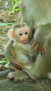 90K views · 2.8K reactions | Awww.. she is so adorable. | Love Monkey | Facebook