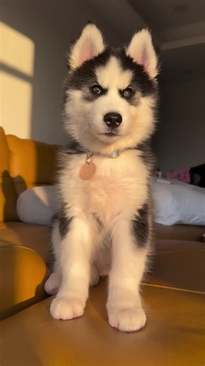🐾 Beautiful Siberian Husky Puppies Available for Adoption! 🐾 Our stunning Siberian Husky puppies are ready to find their forever homes ❄️🐺 They are raised with love and dedication, well-socialized, and perfect for active families or individuals who enjoy adventure and companionship. ✨ About our puppies: 🐶 Energetic, playful, and intelligent 🐶 Friendly, affectionate & people-oriented 🐶 Loyal companions with a fun-loving personality 🐶 Highly intelligent & quick learners 🐶 Great with kids w