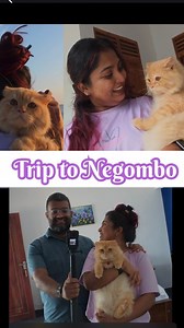 A trip to Negombo with Sheeburu💜 📍 Sea Breeze Stay Cat Litter from - Clean Plus Zero Sri Lanka #travelwithacat #catslovers #petfriendly #catsoffacebook #trendingreel #PetReels | Life with Sheeba