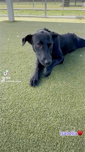 Introducing ISABELLA #A289126 ♥️ a super sweet and loving 6-month-old puppy. Currently 38 pounds of happiness, ISABELLA is looking for a family home. #adopt #foster #collierDAS | Collier DAS Dogs -by volunteers