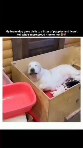 My brave dog gave birth to a litter of puppies and I can't tell who's more proud - me or her 🥹🤌