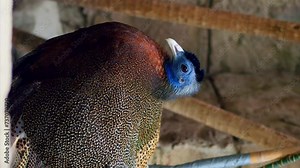 Argus pheasant close-up distinctive blue head vertical video. Argus pheasant exemplifies diversity of beauty avian life Argus pheasant marvel in realm of unique and wild beautiful birds.