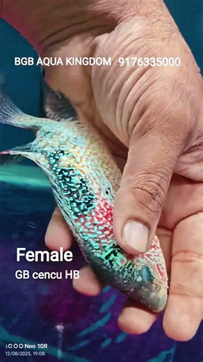 top quality female flowerhorn fish sale #chennai #viral #bestquality #everyone #aquarium #food #GB