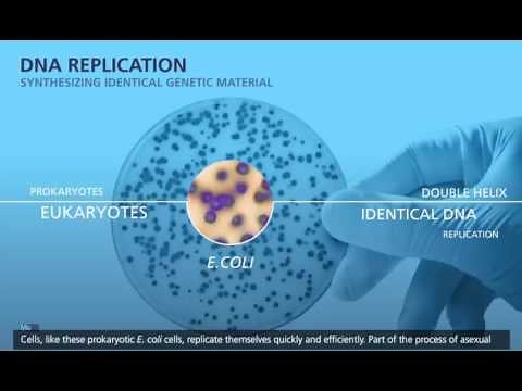DNA Replication In Prokaryotes & Eukaryotes Animation | Enzymes For DNA Replication | NEET, CSIR NET
