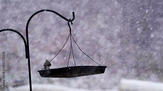 A heavy snow squall passes through Windsor in Upstate NY this winter. Birds are feeding at the hanging feeder in our yard. Tufted Titmouse come to feed.