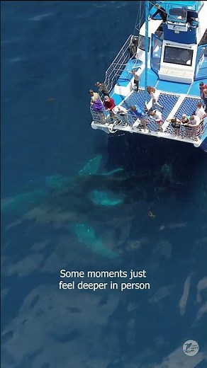 It's hard to know what you’ll feel seeing a whale for the first time until it happens in person.